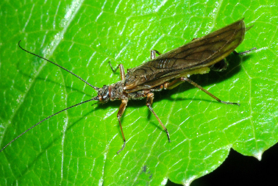 Leuctra sp.